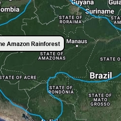 The Amazon Rainforest