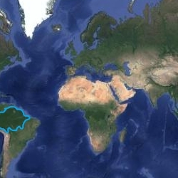 the amazon rainforest