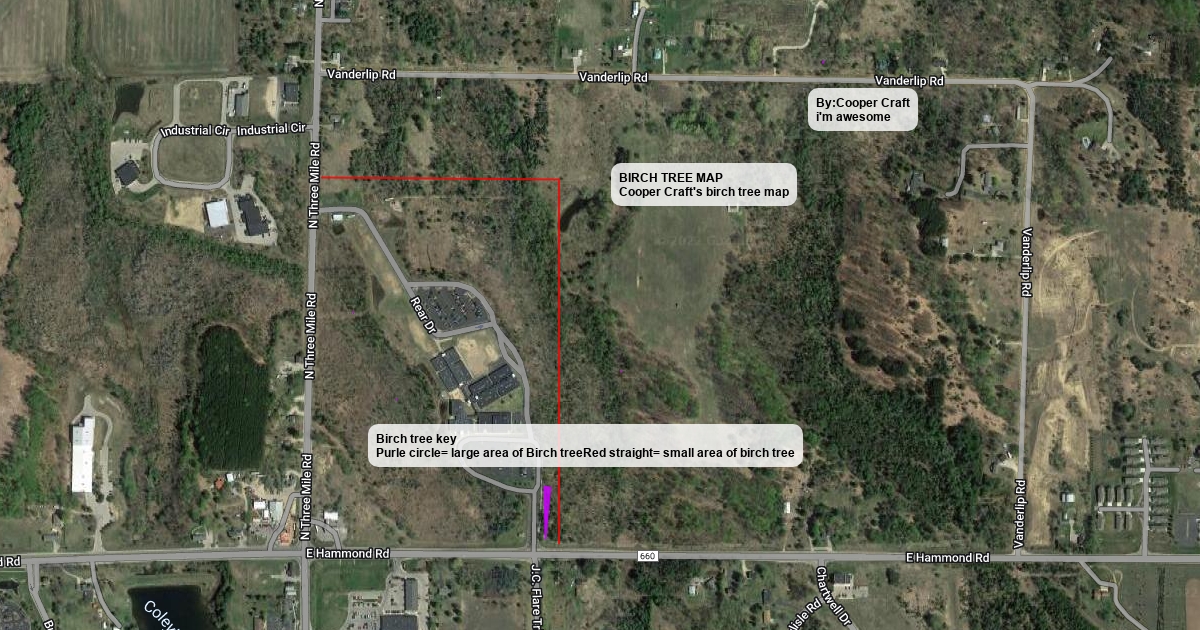 Birch Tree map Scribble Maps